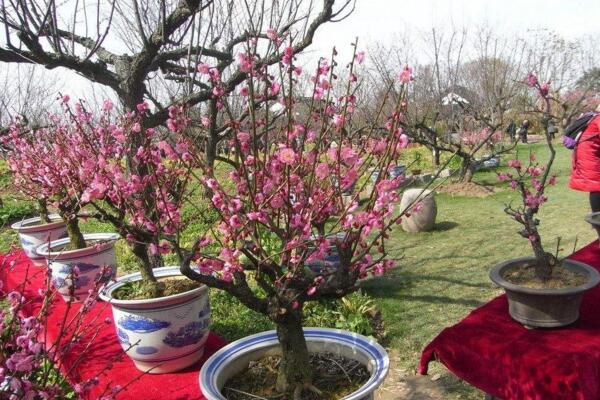 盆栽桃花的養(yǎng)護方法，首先要保證盆土的適宜