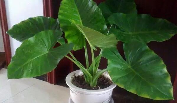 滴水觀音的好處和壞處，作用非常全面但缺點(diǎn)也不可忽視