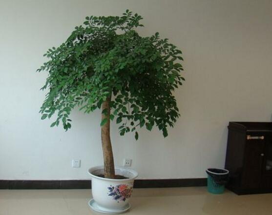 幸福樹怎么養(yǎng)，幸福樹養(yǎng)殖方法
