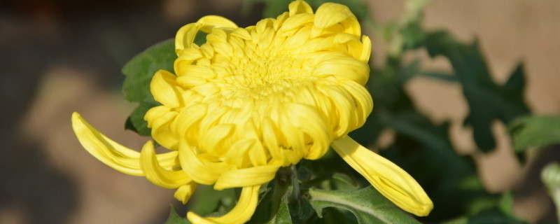 菊花水培注意事項(xiàng)