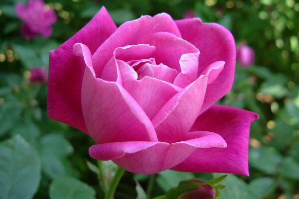 月季花冬季要怎么養(yǎng)，安全過(guò)冬的5大要點(diǎn)