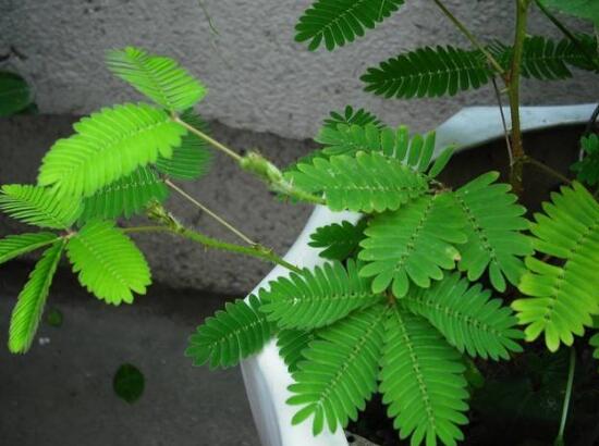 含羞草葉子為什么發(fā)黃，含羞草葉子發(fā)黃怎么辦