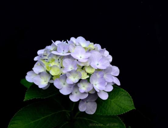 繡球花怎么過冬，教你四點養(yǎng)殖技巧便安然過冬