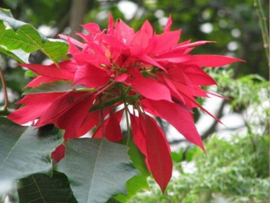 一品紅什么時候開花，一品紅在每年12月至翌年2月開花