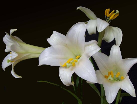 百合花的藥用價(jià)值，百合花的功效與作用