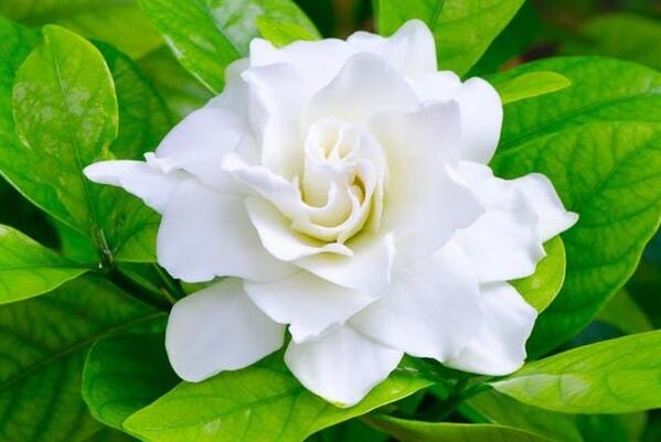 梔子花黃葉怎么辦，全面分析原因以及解決方法