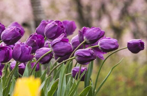 郁金香的花語是什么，郁金香享譽(yù)世界花后