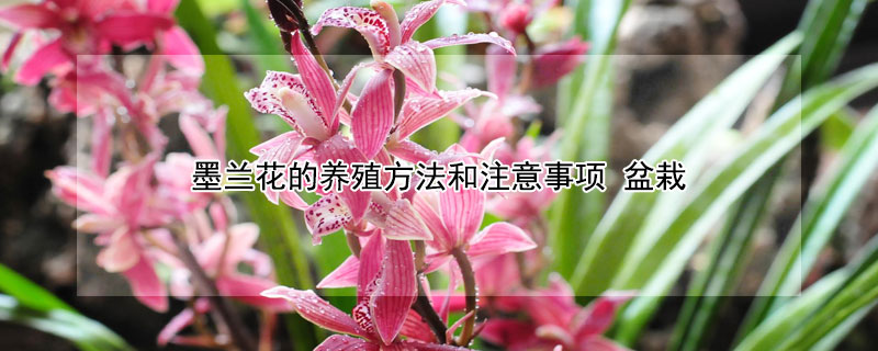 墨蘭花的養(yǎng)殖方法和注意事項(xiàng) 盆栽