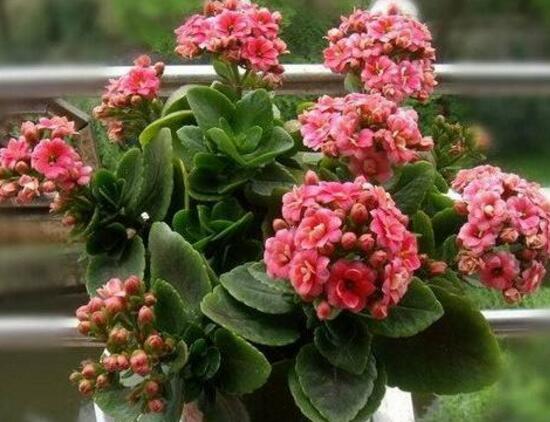 長(zhǎng)壽花冬天怎么養(yǎng)，長(zhǎng)壽花的養(yǎng)殖方法和注意事項(xiàng)