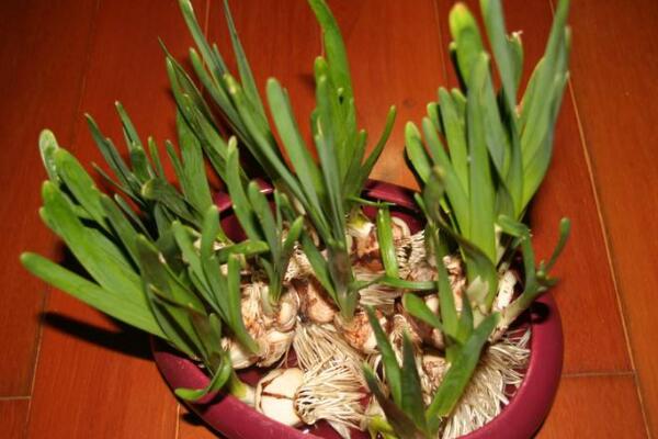 水仙花的蟲害防治方法，預(yù)防病害一定要對(duì)癥下藥