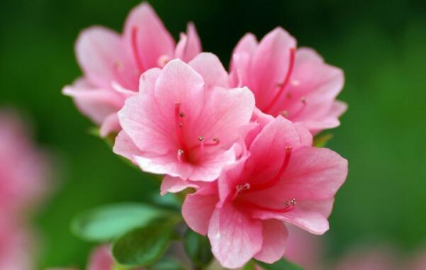杜鵑花冬天怎么養(yǎng)，4種方法讓你的杜鵑花完美過冬