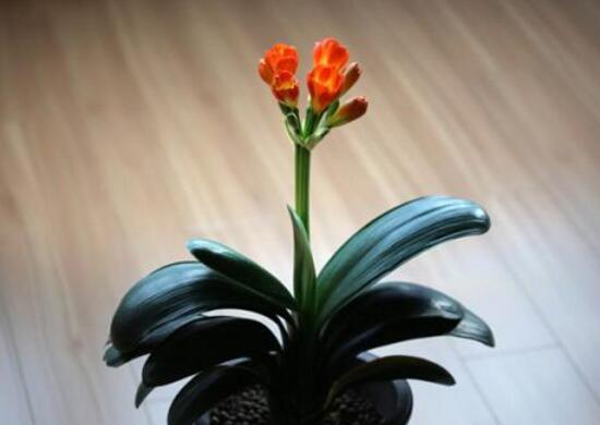君子蘭什么時候開花，君子蘭開花有什么兆頭