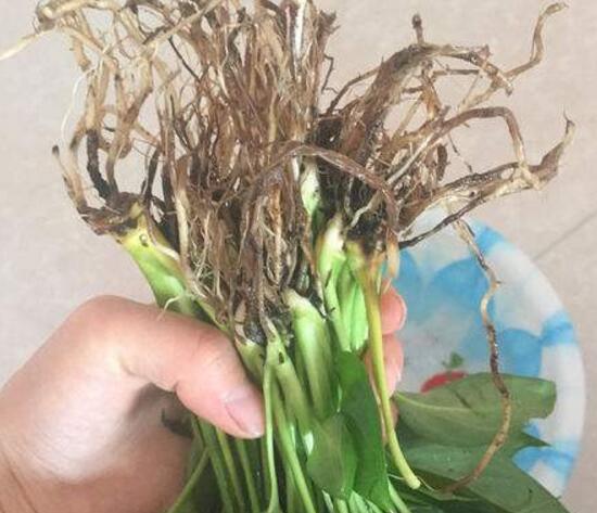 一帆風(fēng)順為什么會爛根，一帆風(fēng)順爛根了怎么辦