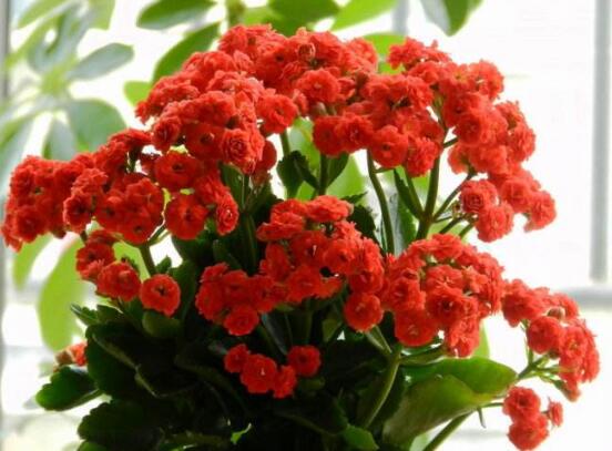長(zhǎng)壽花可以放臥室嗎，長(zhǎng)壽花放臥室凈化空氣