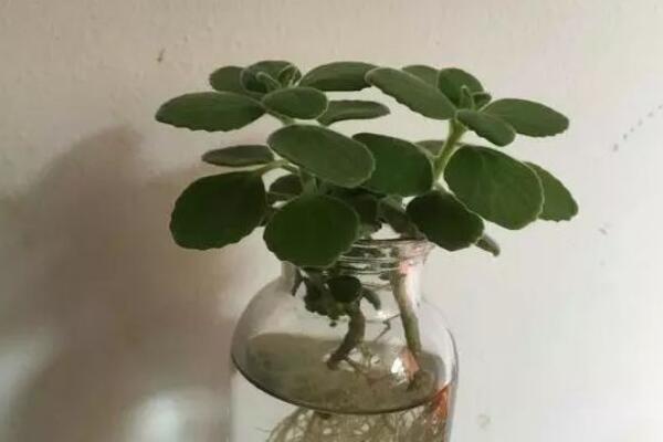 碰碰香可以水培嗎，可以水培并且日常管理更加簡單