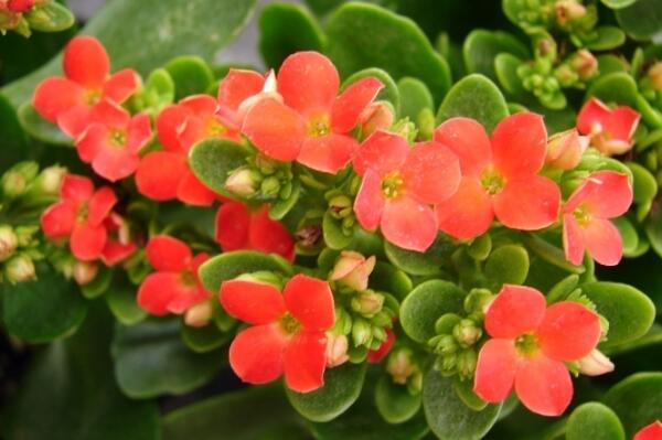 長(zhǎng)壽花莖爛了，找到原因?qū)ΠY下藥