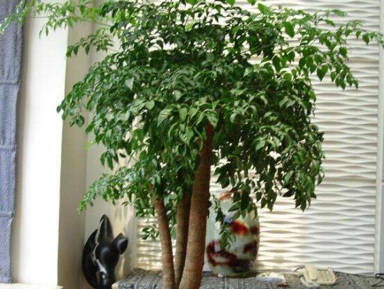 幸福樹葉子發(fā)黃怎么辦，八個(gè)辦法變得翠綠一新