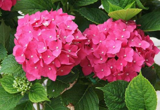 繡球花只長(zhǎng)葉子不開(kāi)花，做好四點(diǎn)解決辦法便花開(kāi)爆盆