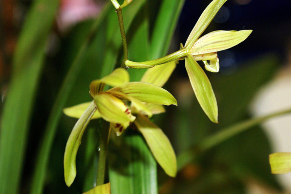 蘭花花語(yǔ)
