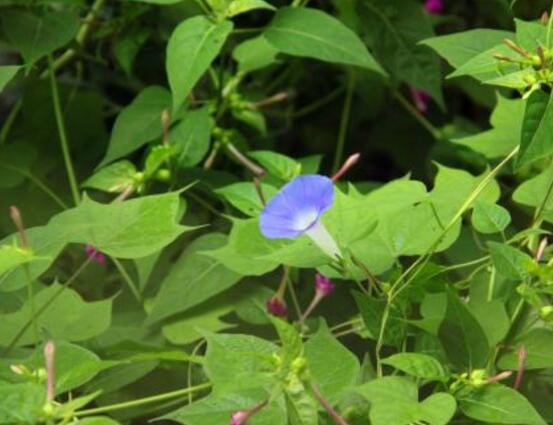 牽牛花什么時(shí)候開(kāi)花，牽?；ㄔ诿磕?-10月開(kāi)花