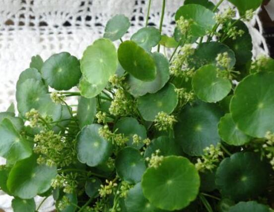 銅錢(qián)草的養(yǎng)殖方法和注意事項(xiàng)，老農(nóng)總結(jié)八大基本方法