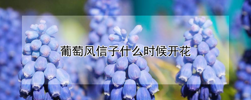 葡萄風(fēng)信子什么時(shí)候開花