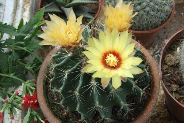 仙人球開(kāi)花時(shí)間，全年都能開(kāi)花但需要細(xì)心的養(yǎng)護(hù)