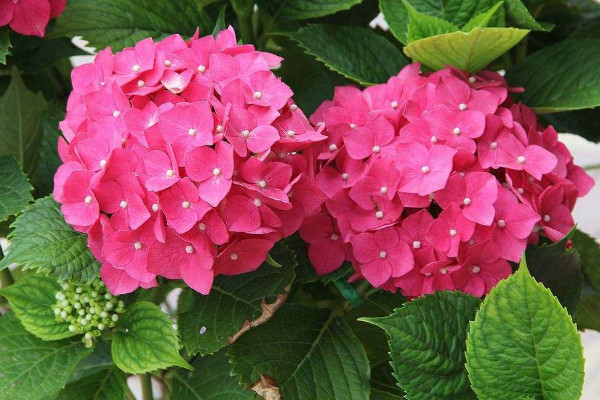 世界上花語(yǔ)最光明的花，太陽(yáng)花/四葉草/鶴望蘭/繡球花