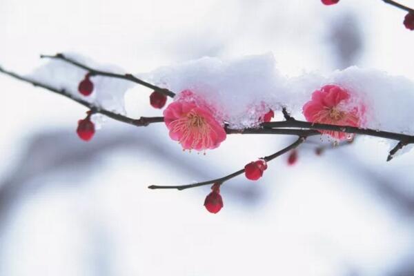 梅花早開花的技巧，控制溫度并加強(qiáng)光照