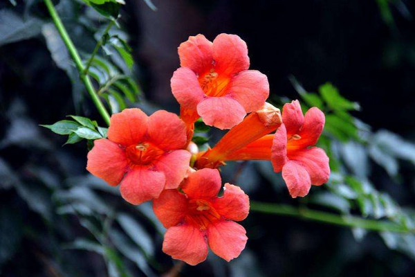 凌霄花適合什么季節(jié)種植