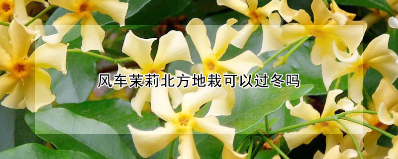 風(fēng)車茉莉北方地栽可以過(guò)冬嗎