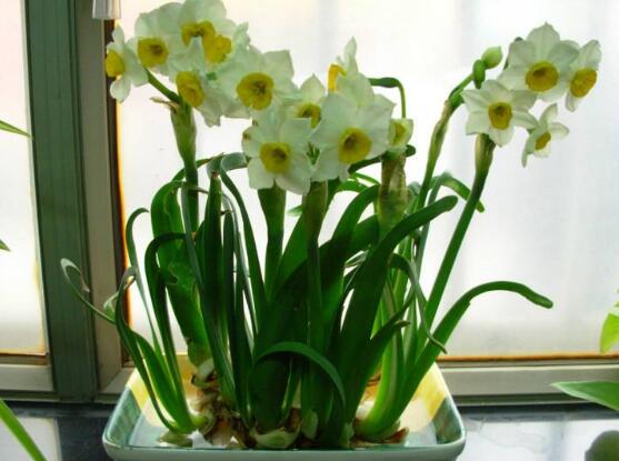 水仙花怎么養(yǎng)，水仙花養(yǎng)殖方法