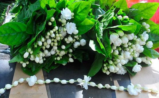 茉莉花怎么澆水,茉莉花澆水方法