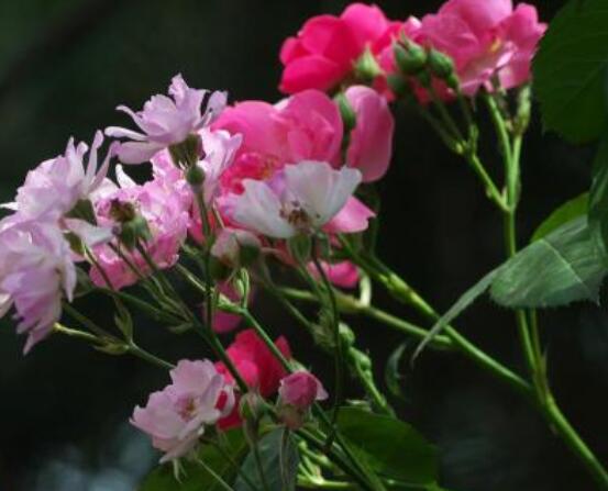 薔薇花怎么不開花，教你三種原因以及解決方法