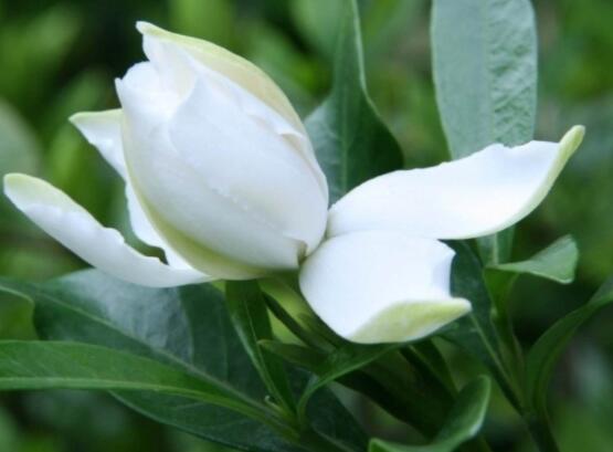 枙子花的花語是什么，代表著堅(jiān)強(qiáng)、永恒的愛、一生的守候