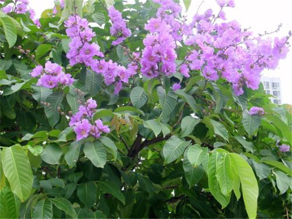 大花紫薇樹圖片_價(jià)格表_養(yǎng)護(hù)方法