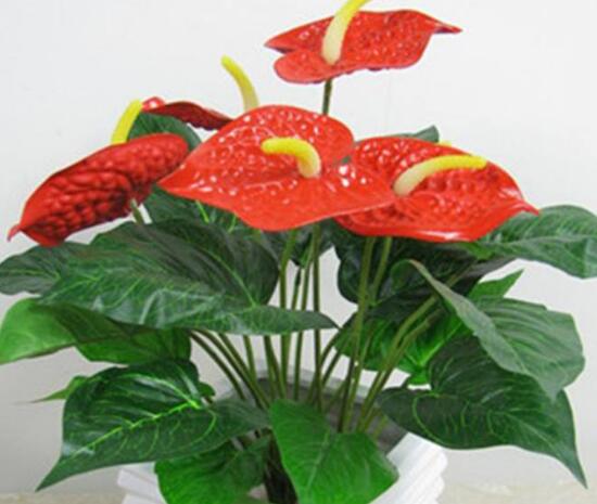 紅掌一年四季都開花嗎，紅掌四季養(yǎng)護(hù)方法