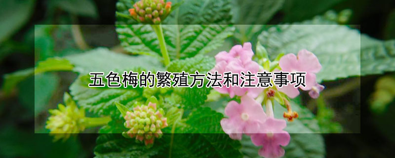 五色梅的繁殖方法和注意事項