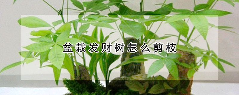 盆栽發(fā)財樹怎么剪枝