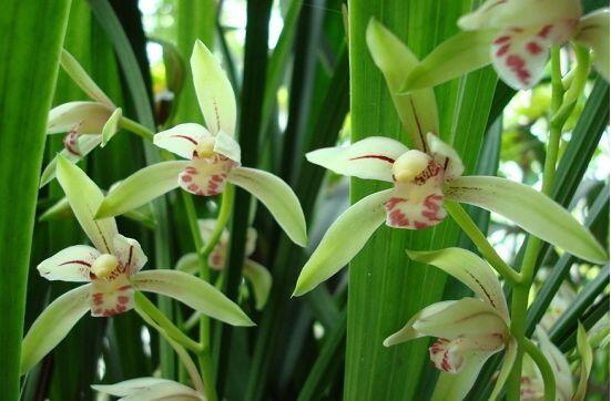 蘭花為什么不開(kāi)花，教你六大解決辦法便盆盆爆開(kāi)花