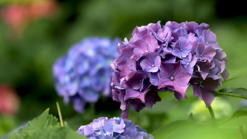 繡球花花語(yǔ)
