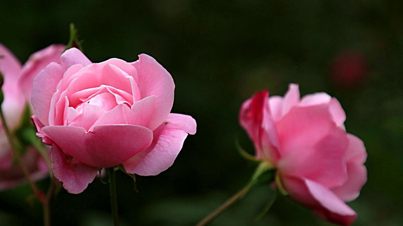 盆栽薔薇花的養(yǎng)殖方法和注意事項(xiàng)