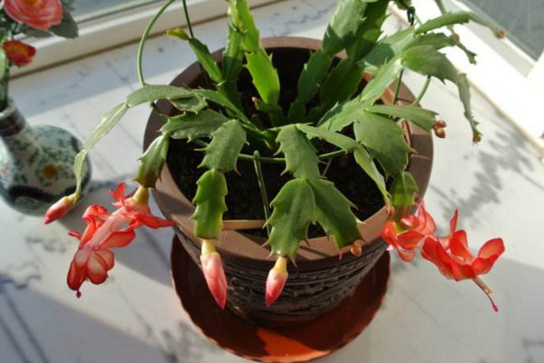 蟹爪蘭開花期間的養(yǎng)護，控制溫度并加強光照