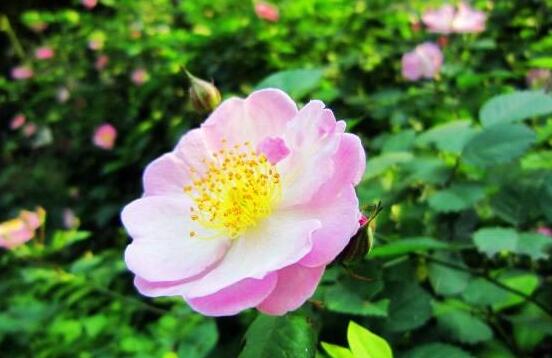 薔薇花的養(yǎng)殖方法，掌握八大方法就可養(yǎng)好