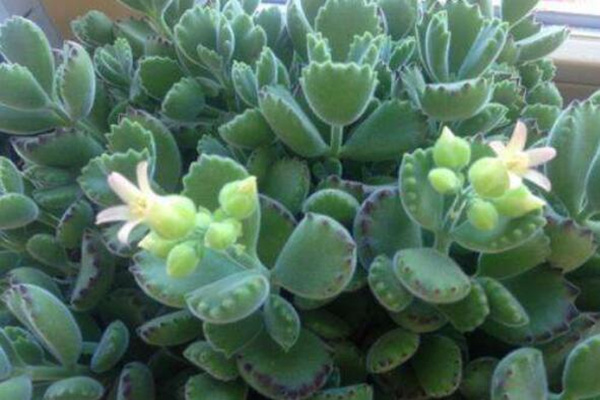 熊童子開花的寓意，生機(jī)勃勃與活力四射