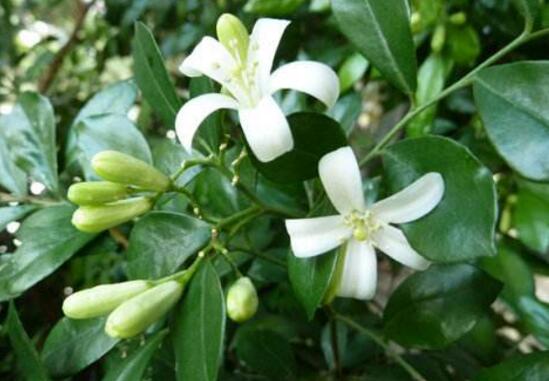 九里香花語是什么，九里香花的寓意象征愛情