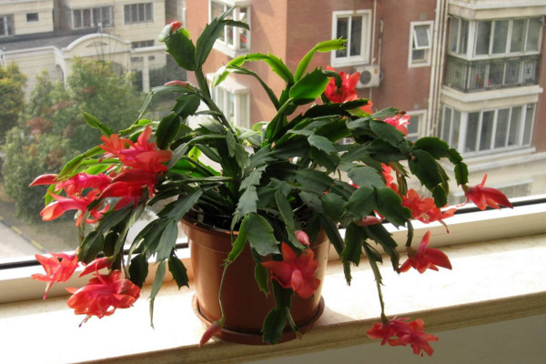 蟹爪蘭開花期間的養(yǎng)護，控制溫度并加強光照