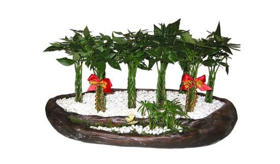 如何讓發(fā)財樹發(fā)芽，發(fā)財樹發(fā)芽方法