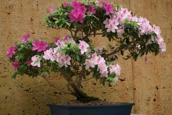 杜鵑花冬天怎么養(yǎng)，4種方法讓你的杜鵑花完美過冬