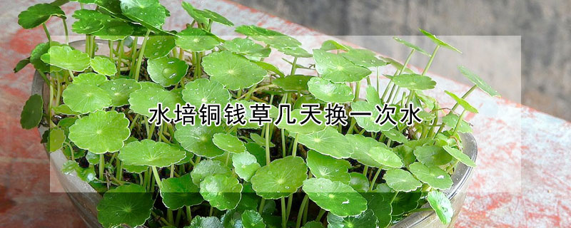 水培銅錢(qián)草幾天換一次水